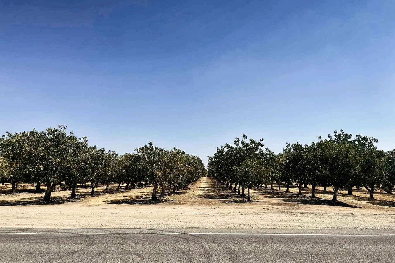 Pistachio trees in the Central Valley town of Madera, California